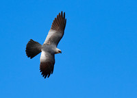 Mississippi_Kite_05