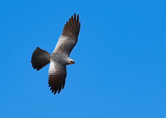 Mississippi_Kite_05