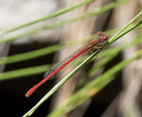 Desert Firetail