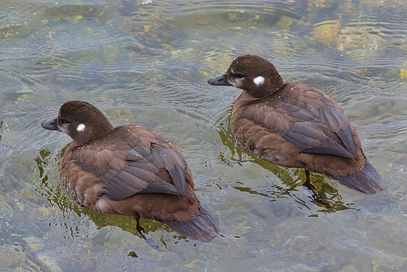 White Winged Scoter 02