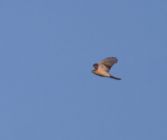 Coopers Hawk 01