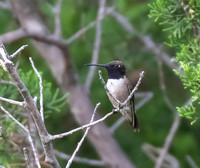 Black Chinned Hummingbird
