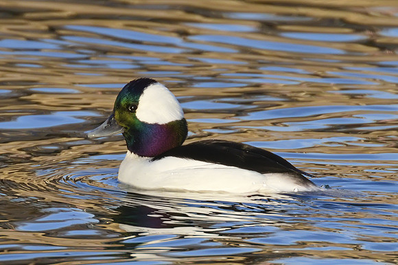 Bufflehead 01