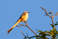 Scissor Tailed Flycatcher 01