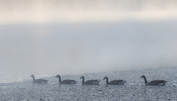 Canadian Geese 02