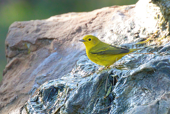 Yellow_Warbler_02