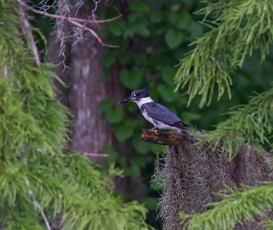 Belted Kingfisher 01