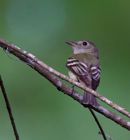 Acadian Flycatcher 01