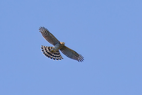 Coopers Hawk 01