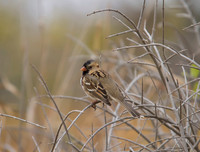 Harris Sparrow 02