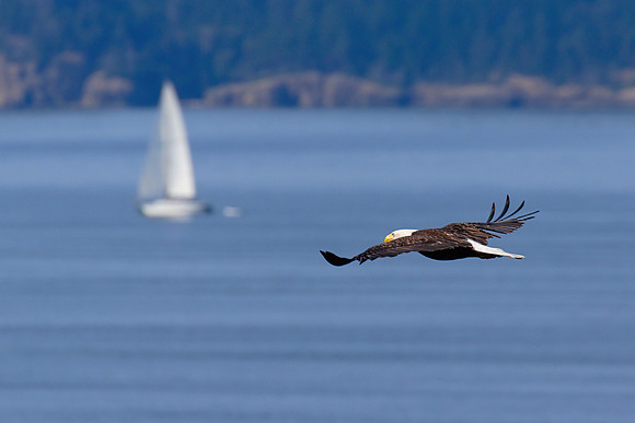Bald Eagle 08