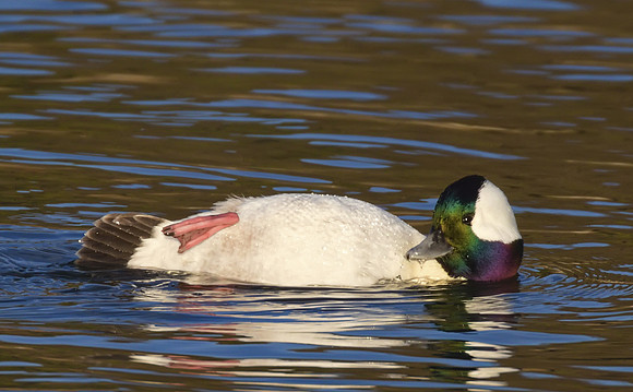 Bufflehead 03