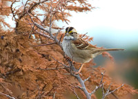 White Throated Sparrow 01
