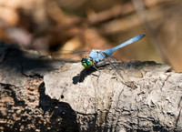 Eastern Pondhawk