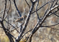 LeContes Sparrow 01