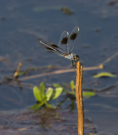 Four Spotted Pennant 01