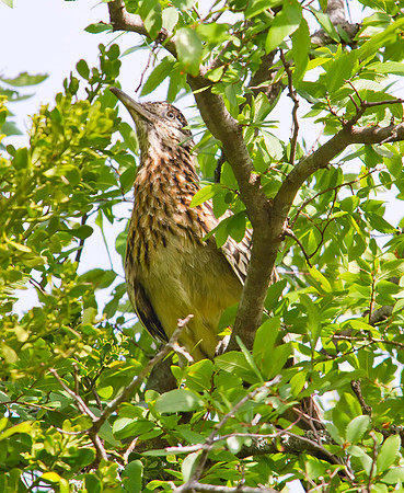Great Roadrunner 02