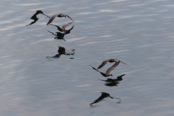 Canadian Geese 01