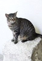 Ernest Cat 02