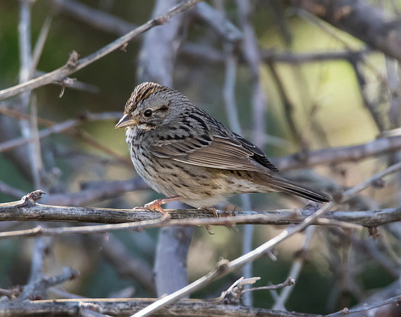 Lincolns Sparrow 01
