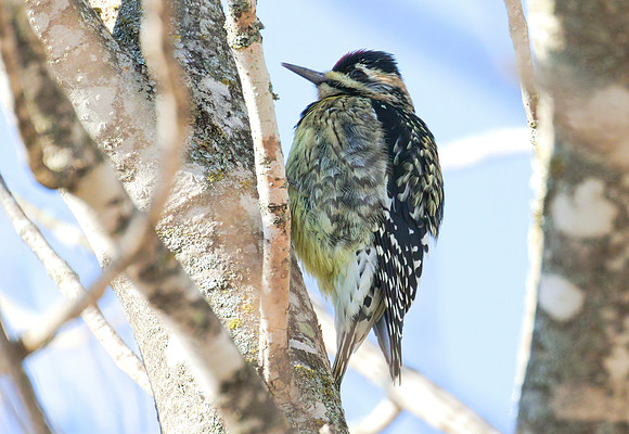 Yellow_Bellied_Sapsucker_01