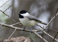 Carolina Chickadee 01
