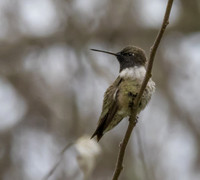 Black Chinned Hummingbird 01