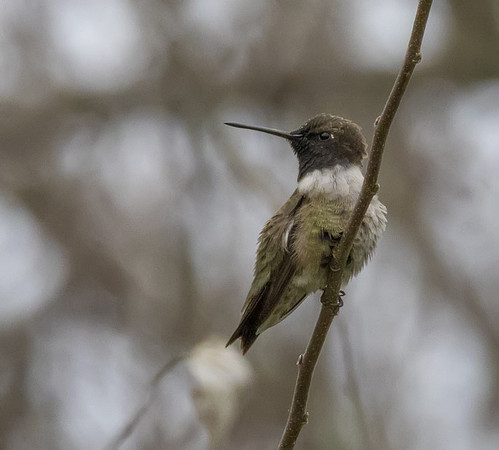 Black Chinned Hummingbird 01