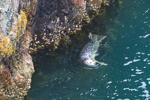 Seal 06