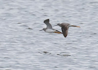 Greater_Yellowlegs_02