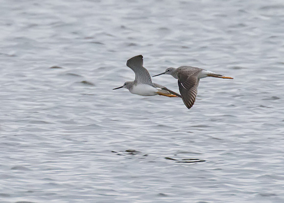 Greater_Yellowlegs_02