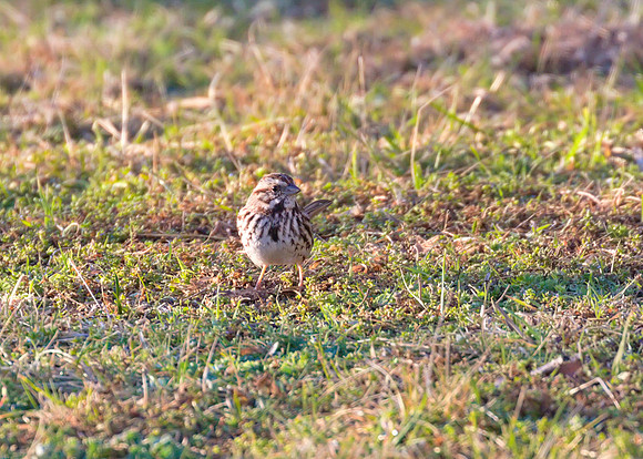 Song Sparrow 02