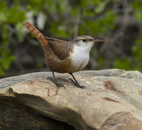 Canyon Wren 03