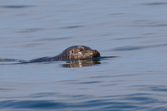 Seal 04