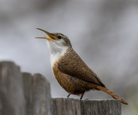 Canyon Wren 05