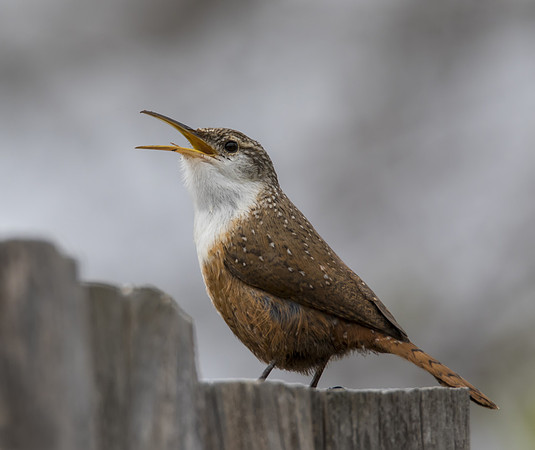 Canyon Wren 05