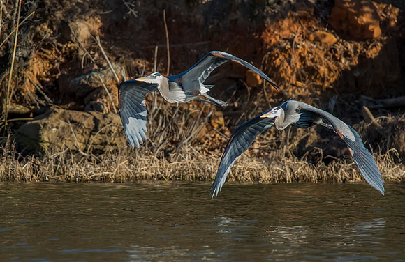 Great Blue Heron 02