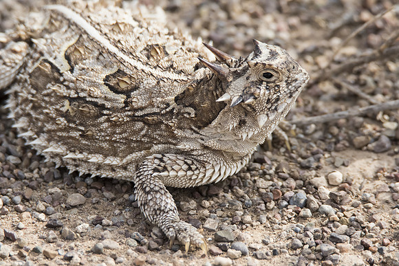 Texas Horned Lizard 01