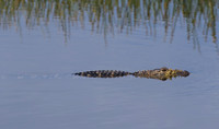 Alligator 01