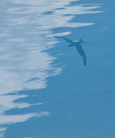 Dream of a Swallow