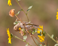 Pine Siskin 04