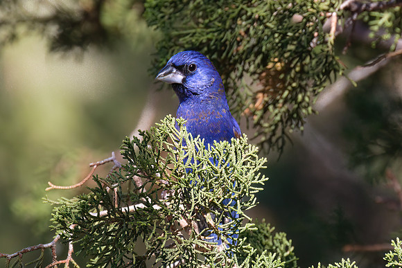 Blue_Grosbeak_03