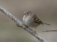 Field Sparrow 01