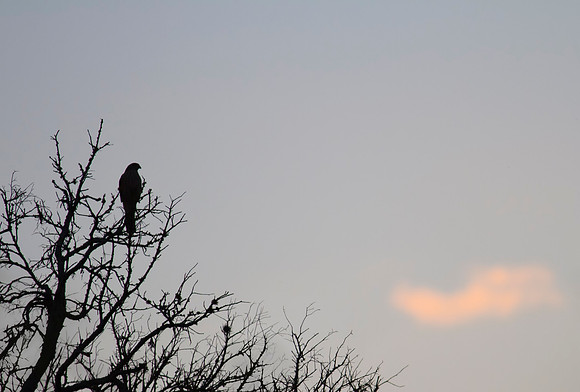 Sharp Shinned Hawk Immature 03