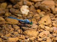 Eastern Pondhawk 01
