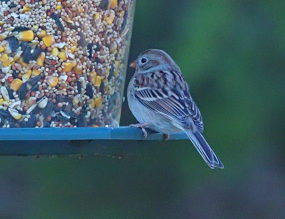 Field Sparrow 01