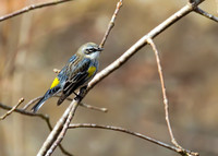 Yellow Rumped Warbler 01
