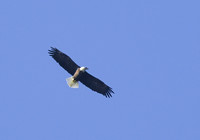 Bald Eagle 02