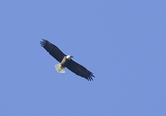 Bald Eagle 02