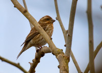 Purple Finch 03a